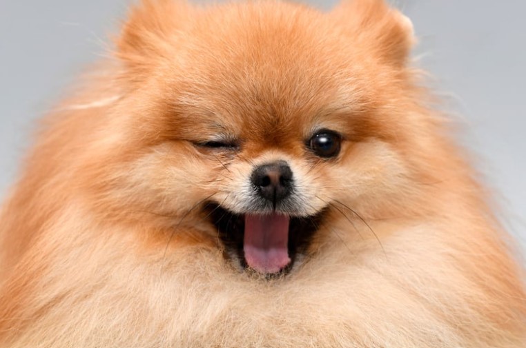 ביטוח בריאות לכלבים