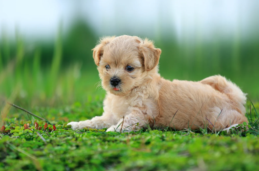 כמה עולה שבב לכלב